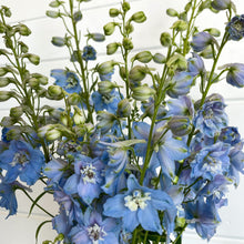 Load image into Gallery viewer, Delphinium - Pacific Giants Summer Skies (Light Blue) Seed