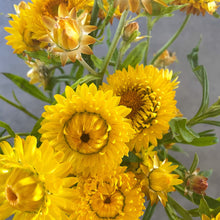 Load image into Gallery viewer, Strawflower - Monstrosum Golden Yellow Seed