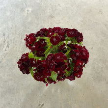 Load image into Gallery viewer, Dianthus - Sweet Black Cherry Seed