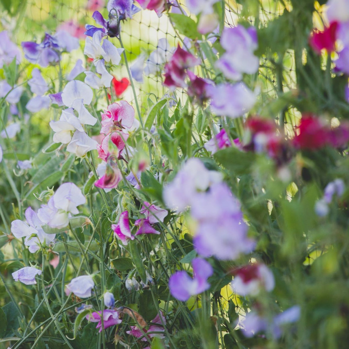 Sweet Pea Streamers Mix Seed Lily Stone Gardens