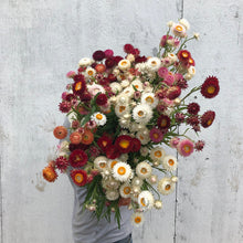 Load image into Gallery viewer, Strawflower - Monstrosum Tall Mix Seed