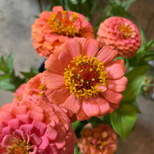 Load image into Gallery viewer, Zinnia - Oklahoma Salmon Seed