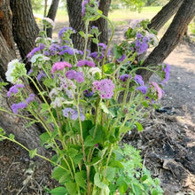 Load image into Gallery viewer, Ageratum - Timeless Mix Seed