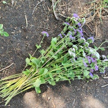 Load image into Gallery viewer, Ageratum - Timeless Mix Seed