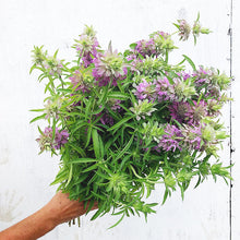 Load image into Gallery viewer, Bee Balm - Lemon Mint Seed