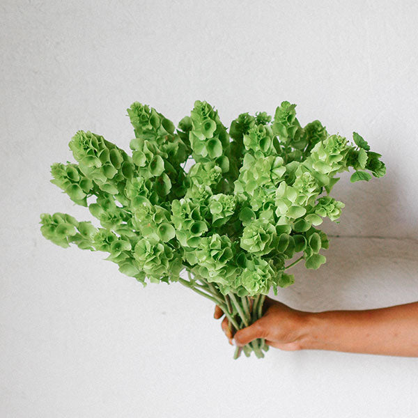 Bells of Ireland Seed Specialty Cut Flower Seeds in Canada Lily