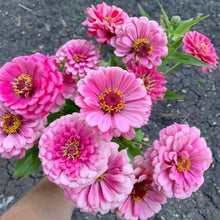 Load image into Gallery viewer, Zinnia - Benary's Giant Bright Pink Seed