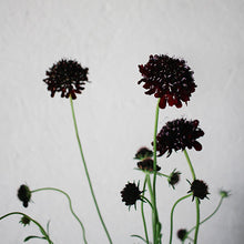 Load image into Gallery viewer, Scabiosa - Black Knight Seed