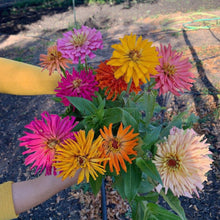 Load image into Gallery viewer, Zinnia - Cactus Cut Flower Mix Seed