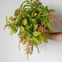 Load image into Gallery viewer, Amaranthus - Coral Fountain Seed