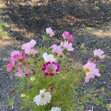 Load image into Gallery viewer, Cosmos - Seashells Mix Seed