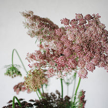 Load image into Gallery viewer, Dara - Chocolate Queen Anne's Lace Seed