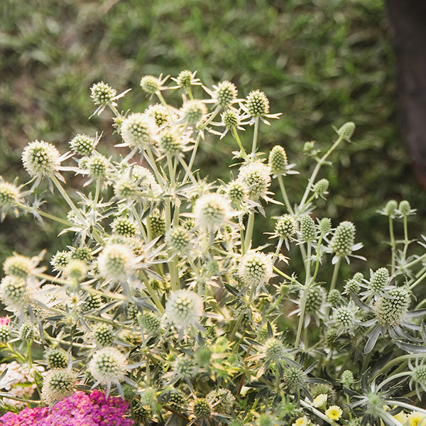 Eryngium White Glitter Seed Lily Stone Gardens