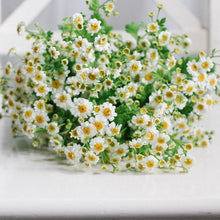 Load image into Gallery viewer, Feverfew (Chrysanthemum) - Magic Single Seed
