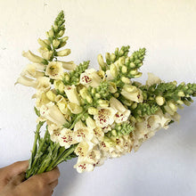 Load image into Gallery viewer, Foxglove - Cream Seed