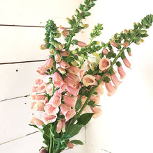 Load image into Gallery viewer, Foxglove - Dalmatian Peach Seed
