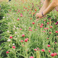 Load image into Gallery viewer, Gomphrena - QIS Carmine Seed