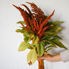 Load image into Gallery viewer, Amaranthus - Hot Biscuits Seed