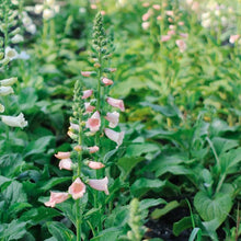 Load image into Gallery viewer, Foxglove - Dalmatian Peach Seed