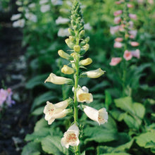 Load image into Gallery viewer, Foxglove - Cream Seed