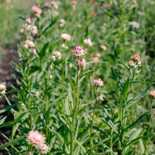Load image into Gallery viewer, Strawflower - Monstrosum Silvery Rose Seed