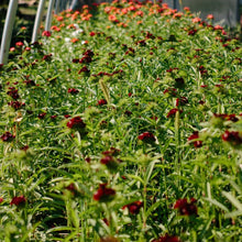 Load image into Gallery viewer, Dianthus - Sweet Black Cherry Seed
