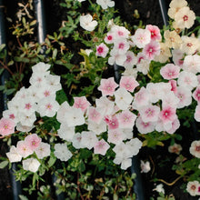 Load image into Gallery viewer, Phlox - Blushing Bride Seed