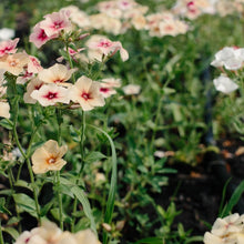 Load image into Gallery viewer, Phlox - Cherry Caramel Seed
