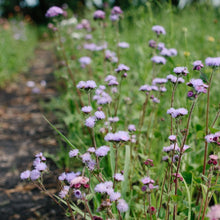 Load image into Gallery viewer, Ageratum - Timeless Mix Seed