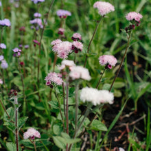 Load image into Gallery viewer, Ageratum - Timeless Mix Seed