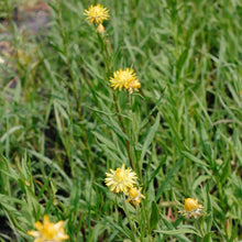 Load image into Gallery viewer, Strawflower - Monstrosum Golden Yellow Seed