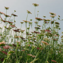 Load image into Gallery viewer, Dara - Chocolate Queen Anne's Lace Seed