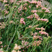 Load image into Gallery viewer, Statice - QIS Apricot Seed