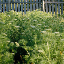 Load image into Gallery viewer, Ammi - Green Mist Seed