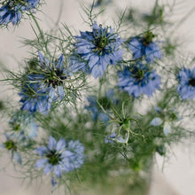 Load image into Gallery viewer, Nigella - Miss Jekyll Double Mix Seed