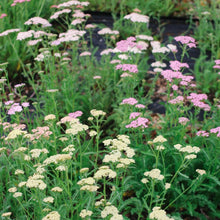 Load image into Gallery viewer, Yarrow - Colorado Mix Seed
