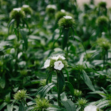 Load image into Gallery viewer, Dianthus - White Seed