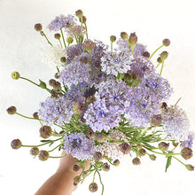 Load image into Gallery viewer, Lace Flower - Lacy Lavender Blue Seed