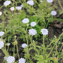 Load image into Gallery viewer, Lace Flower - Lacy Lavender Blue Seed