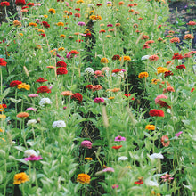 Load image into Gallery viewer, Zinnia - Oklahoma Mix Seed
