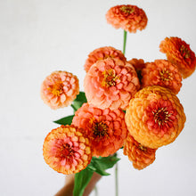 Load image into Gallery viewer, Zinnia - Oklahoma Salmon Seed
