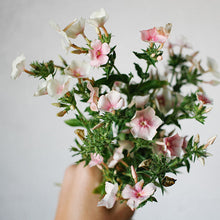 Load image into Gallery viewer, Phlox - Blushing Bride Seed