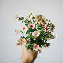 Load image into Gallery viewer, Phlox - Cherry Caramel Seed