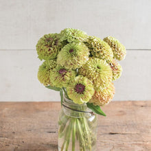 Load image into Gallery viewer, Zinnia - Queen Lime Blush Seed