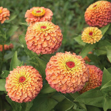 Load image into Gallery viewer, Zinnia - Queen Lime Orange Seed