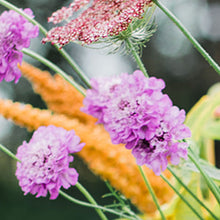Load image into Gallery viewer, Scabiosa - Oxford Blue Seed