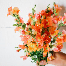 Load image into Gallery viewer, Snapdragon - Chantilly Light Salmon Seed