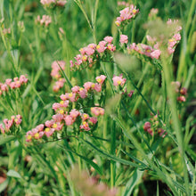 Load image into Gallery viewer, Statice - QIS Apricot Seed