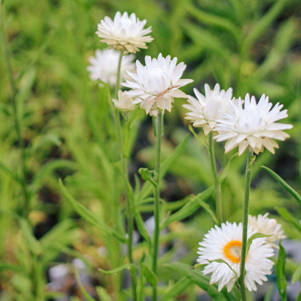 Strawflower, Vintage White