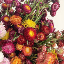 Load image into Gallery viewer, Strawflower - Monstrosum Tall Mix Seed